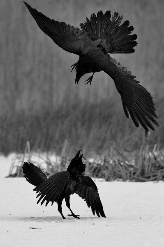 Самая верная птица это Вороны, а не Лебеди. Ворон выбирает себе пару на всю свою жизнь, воспитывает птенцов и очень заботится о своей семье, А когда один из пары умирает, то другой не ищет замену! Птица Ворон помогает воспитывать внуков , правнуков и так далее, Становится не заменимым помощником своего рода и так до самой своей смерти. А лебеди они живут в паре, Но мужская особь очень часто ходит на лево, хотя к первой своей избранницы всегда возвращается. Но если кто-то из пары погибает,то находит себе другую. Так, что просто знайте... Песенки конечно душещипательные про лебединую верность, но это просто песенки....