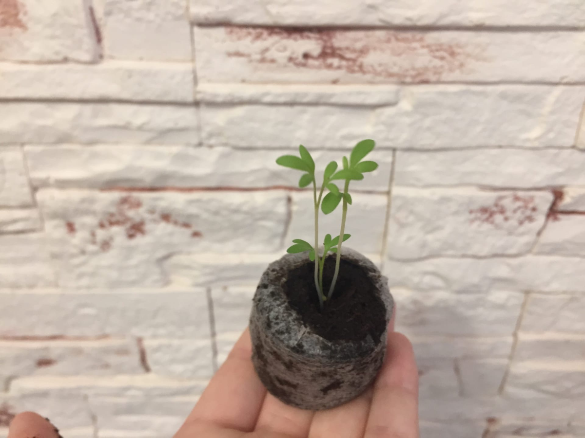 Кресс-салат спустя неделю после посадки