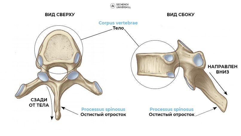 Грудной позвонок анатомия