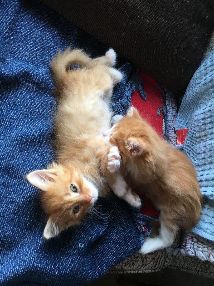 Душа в душу)