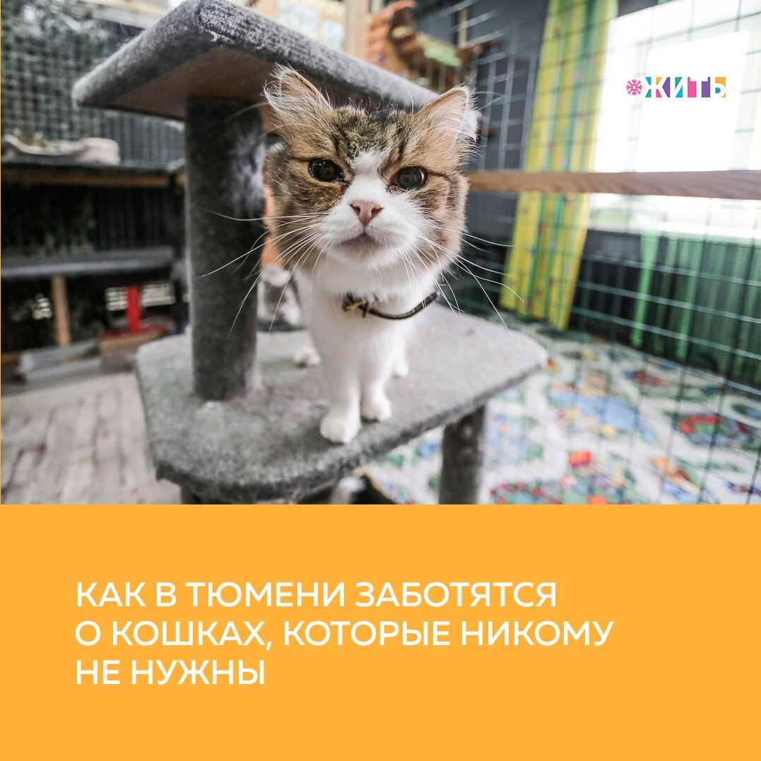 О тюменском котокафе и приюте для кошек “Мурка и Васька” слышали многие. У него непростая судьба: приют не раз оказывался на грани закрытия, выживая благодаря усилиям энтузиастов. Сегодня все животные обитают в помещении на улице Харьковской☺️

Приют встречает чистотой и уютом: на полу – коврики, на стенах – портреты усатых-полосатых. Чтобы пройти вглубь помещения, необходимо надеть бахилы. Для очистки одежды от шерсти есть липкие ролики. Встречи с животными, а именно это подразумевает котокафе, проходят в особых помещениях с диванчиками, где можно выпить чаю, приятно провести время. Питомцы приюта, около шести десятков самых разных кошек, живут в высоких, от пола до потолка, вольерах. Они спят на мягких лежанках, прыгают и резвятся друг с другом. С большим любопытством они осматривают пришедших к ним людей и буквально выстраиваются в очередь за своей порцией ласки🥰

Животных здесь много, но все чистые, стерилизованные и привитые. У каждого своя сложная судьба. Но все они здесь благодаря стараниям хозяйки кафе - Татьяны Лобовой😌

Сложно представить более прекрасное место для пушистых питомцев. А все благодаря этой добрейшей женщине. Спасибо!

#жить #проектжить #животные #добро
