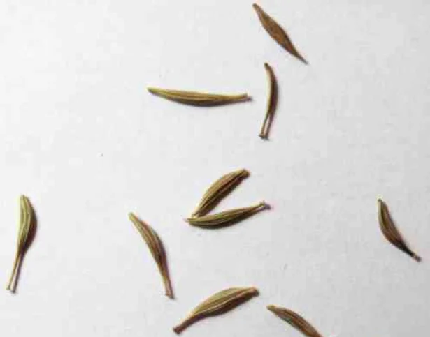 Семена герберы крупные