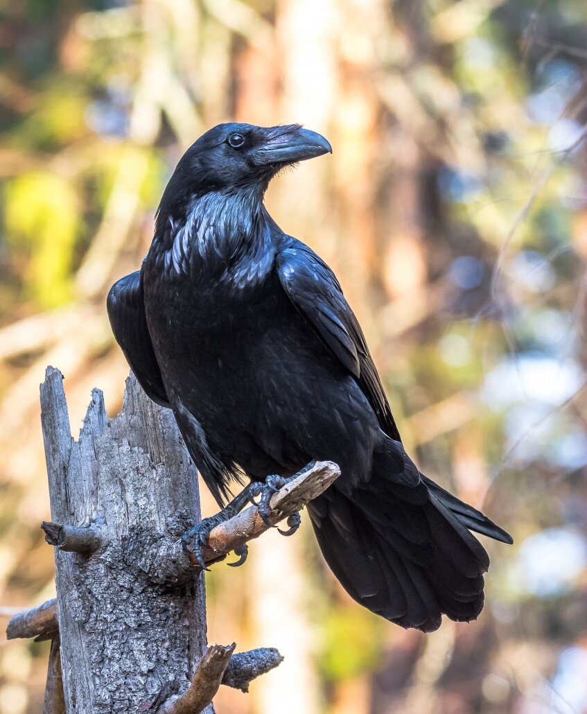 толстоклювый ворон corvus crassirostris. ворон карлуша. бангайская ворона. черные городские вороны. гуамский ворон.