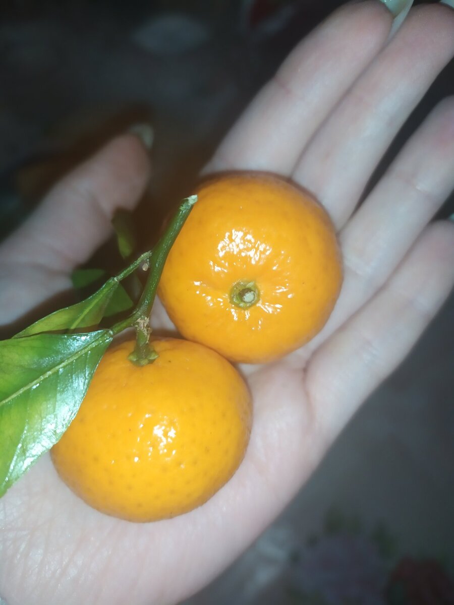 Китайские мандарины