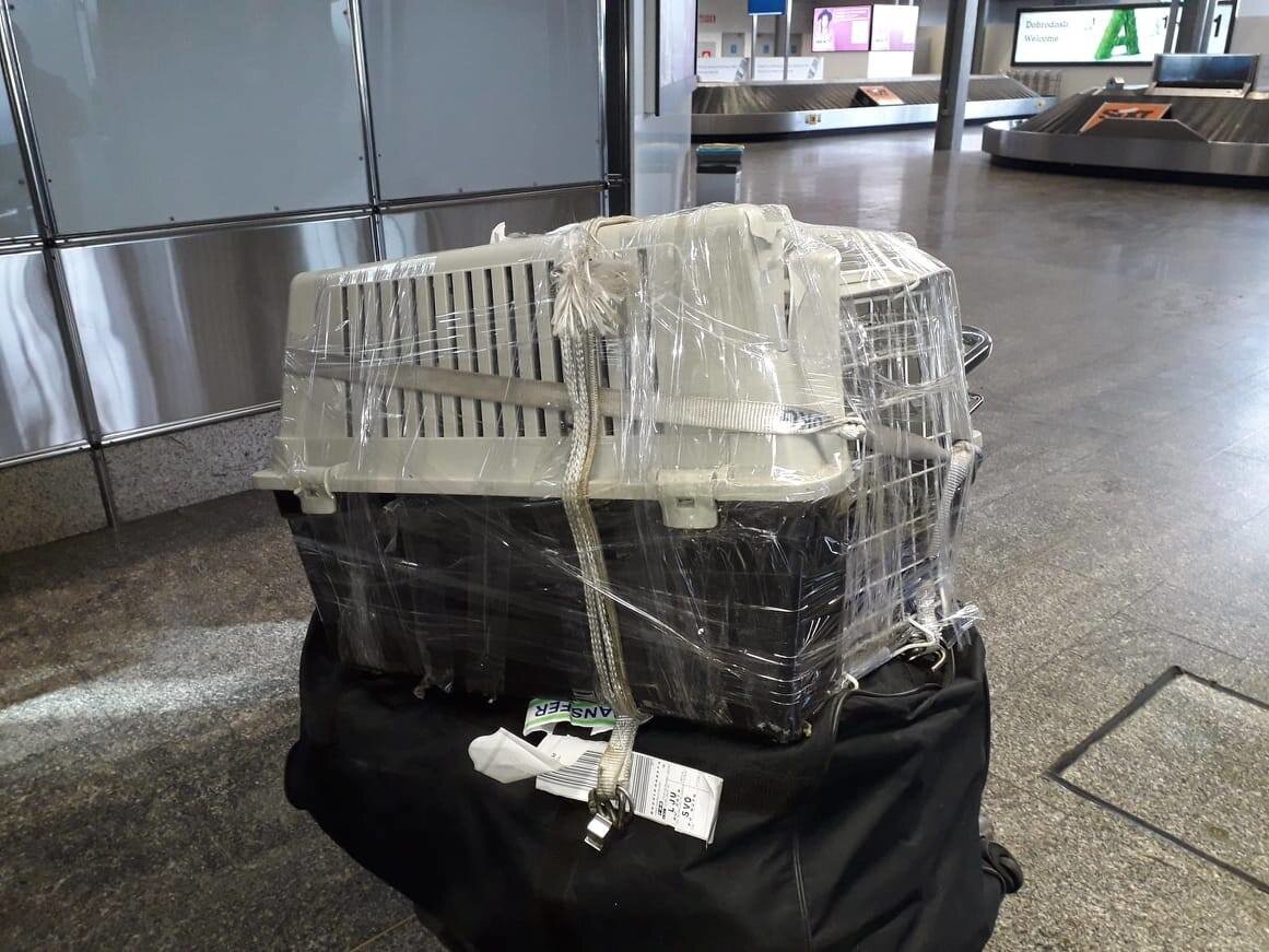 В таком виде вам могут сдать переноску после перелёта. Что происходит с животным внутри — догадайтесь сами. Источник фото: Facebook/Bo Ris