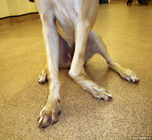 Растяжение связок лап у собаки – симптомы и лечение | Hill's