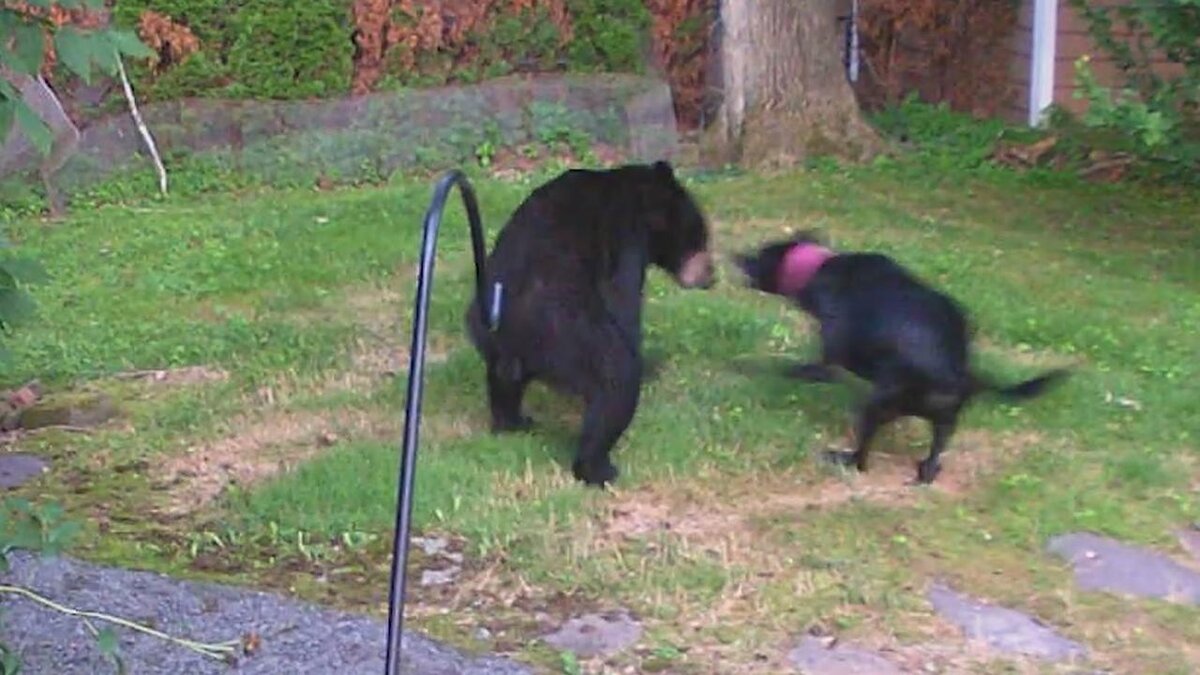 Яндекс.Новости