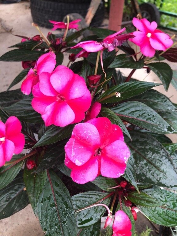 Яндекс.картинки