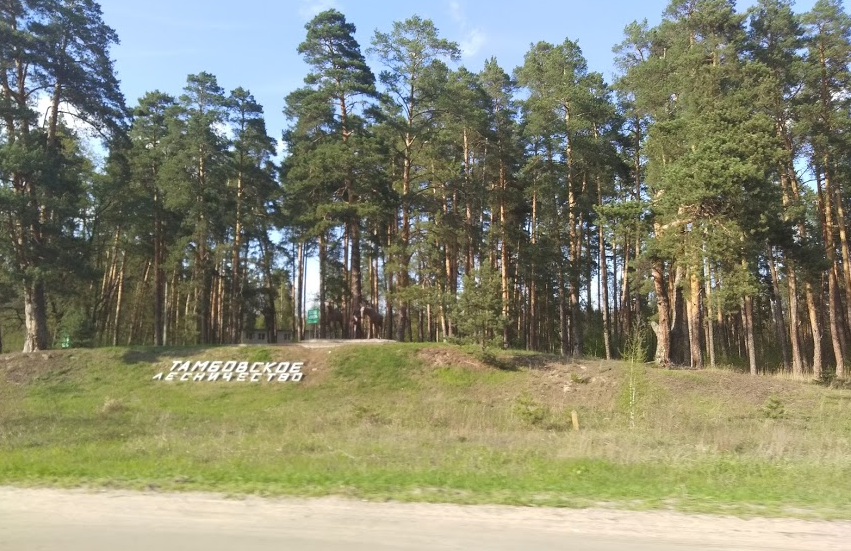 В сосновом лесу всегда светло (Фото автора)