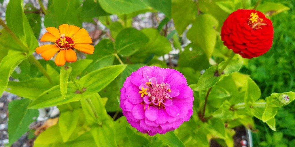 Весёлые циннии на моей даче. Фото автора