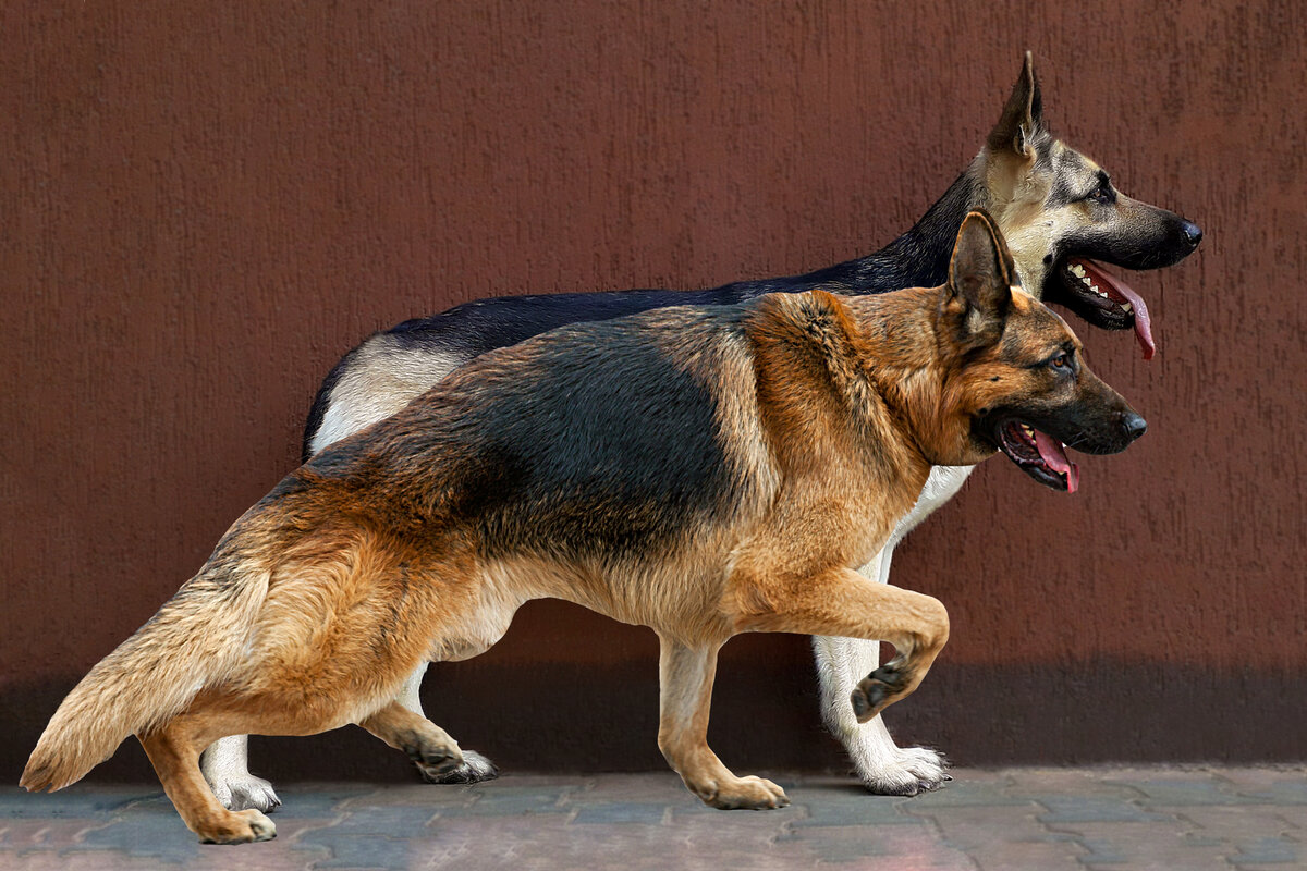Сопоставил круп на фотоколлаже. Немецкая овчарка на переднем плане.