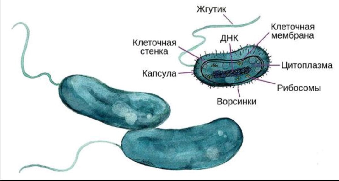 Бактерия холеры