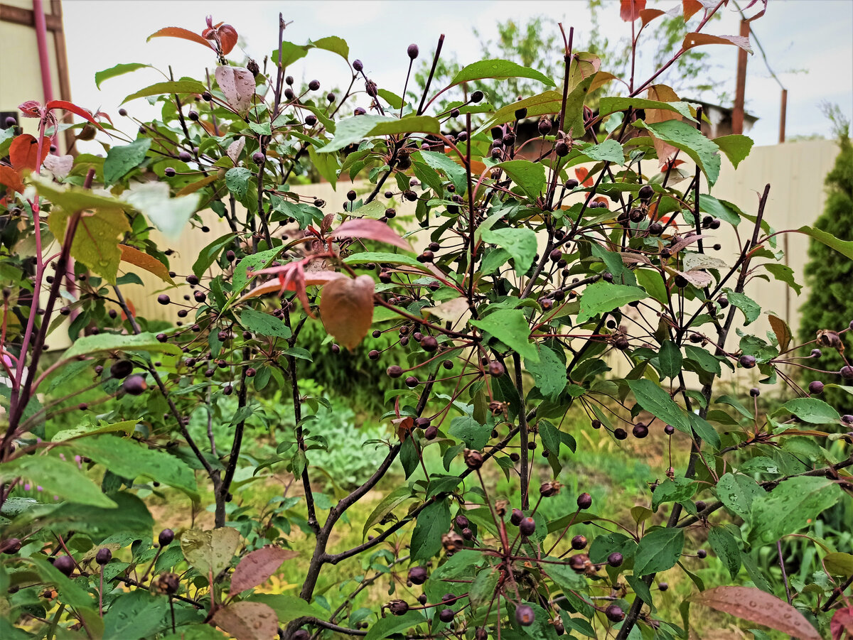  Конец мая, на яблоне Роялти завязалось много мелких плодов. Фото автора.