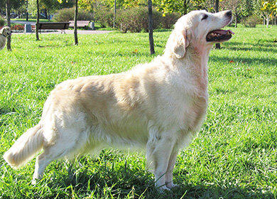 4 - Золотистый ретривер. Высота в холке : 51 - 61 см. Вес : 25 - 41 кг 