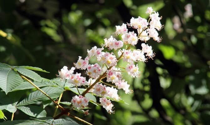 Цветок каштана