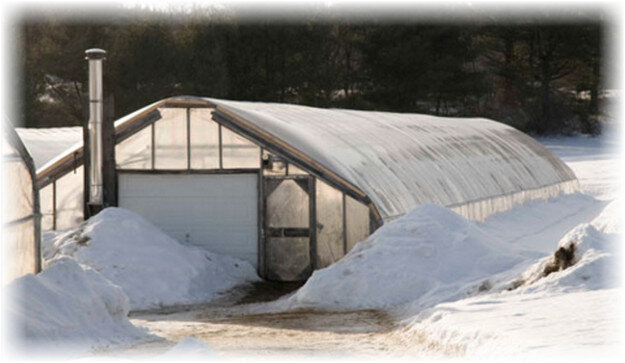 Сегодня с развитием селекции и агрономии стало возможным выращивание арбузов в Сибири в открытом грунте. Но тепличные арбузы вкуснее, и ухаживать за ними проще и легче. Нужно только правильно подготовить теплицу.