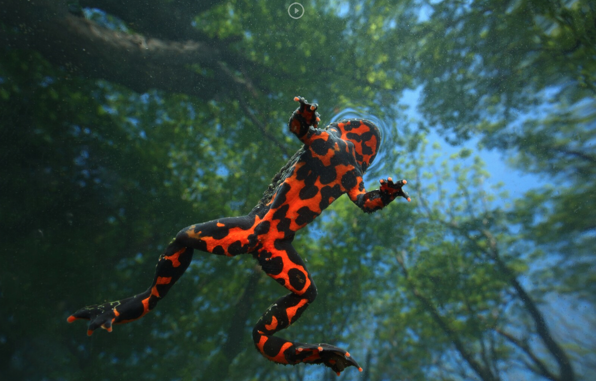 1 место "Невесомость", Иван Науменко, г.Находка