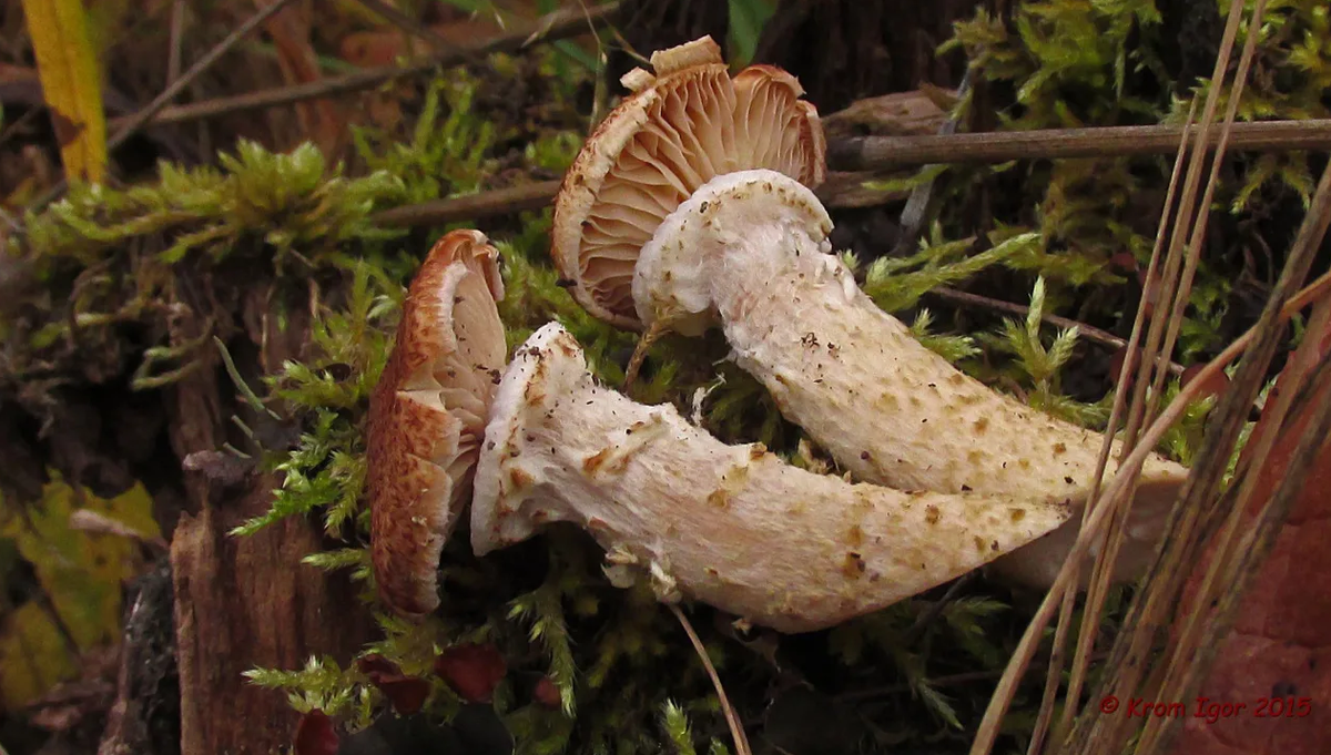 (Armillaria borealis) - мощное ватное кольцо главный признак северного опенка.
