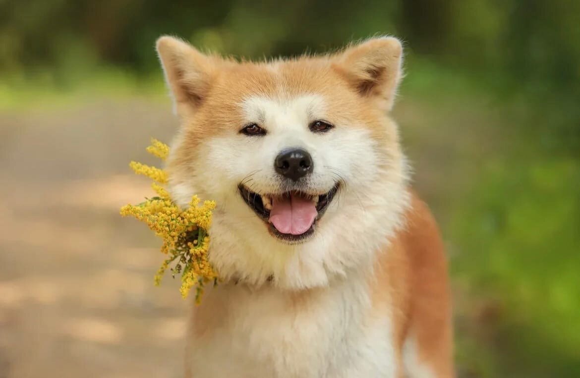 Мицури, девочка, 3 года    (можно листать)