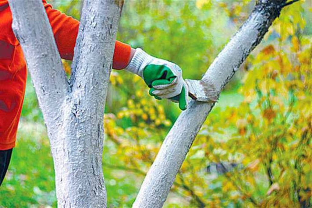 Побелка деревьев: особенности весенней побелки, пошаговая инструкция