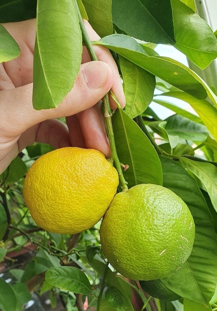 Фото Лужецкой Натальи  наш каламондин   на лоджии с плодами летом 2021 года  