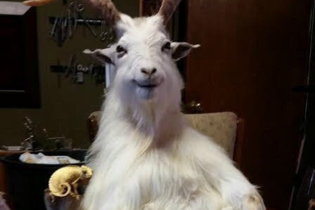 Яндекс Картинки