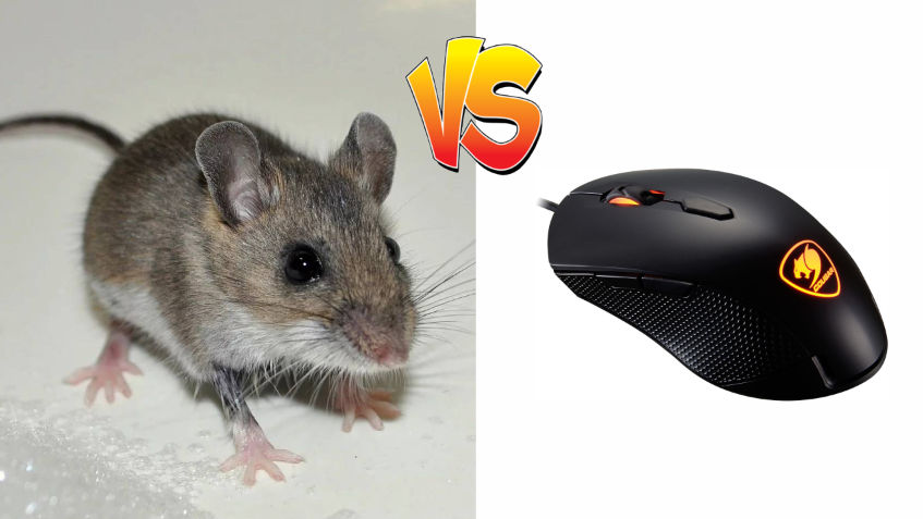 Борьба мышей