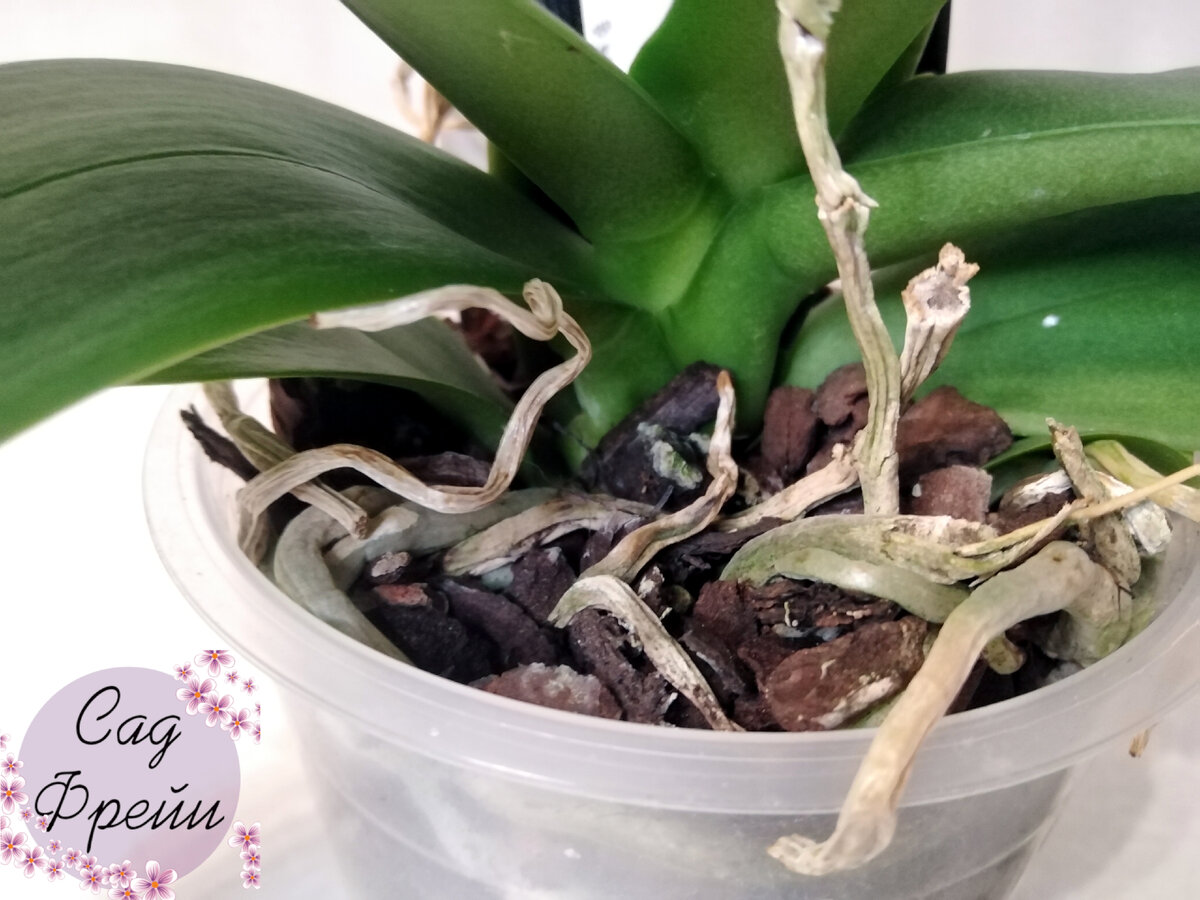 Мой экземпляр оказался немного подсушен...