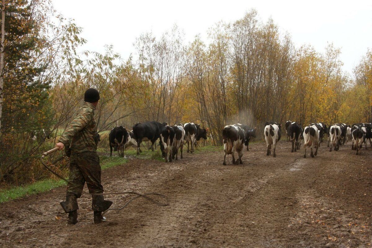 Пастух с собакой вышли из села. Деревенский пастух. Пастух коров. Стадо коров с пастухом. Сельский пастух.