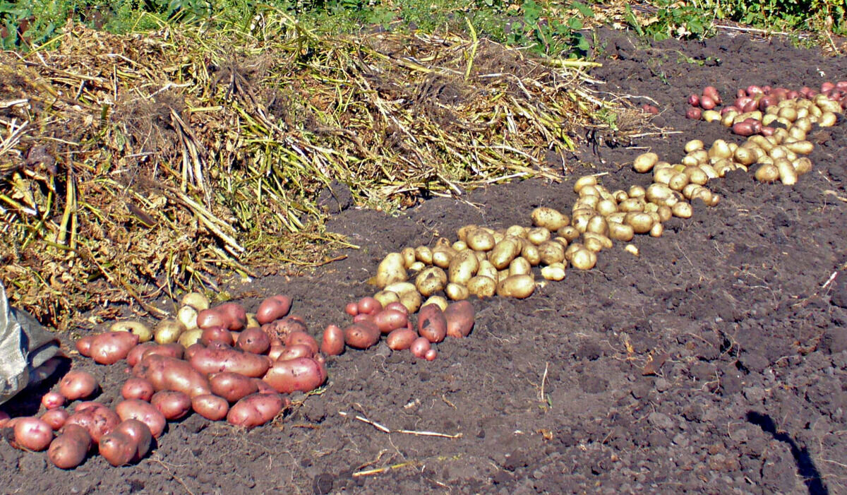 Если картофель уродился слишком крупным, отобрать клубни на семена затруднительно