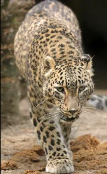 Преднеазиатский леопард