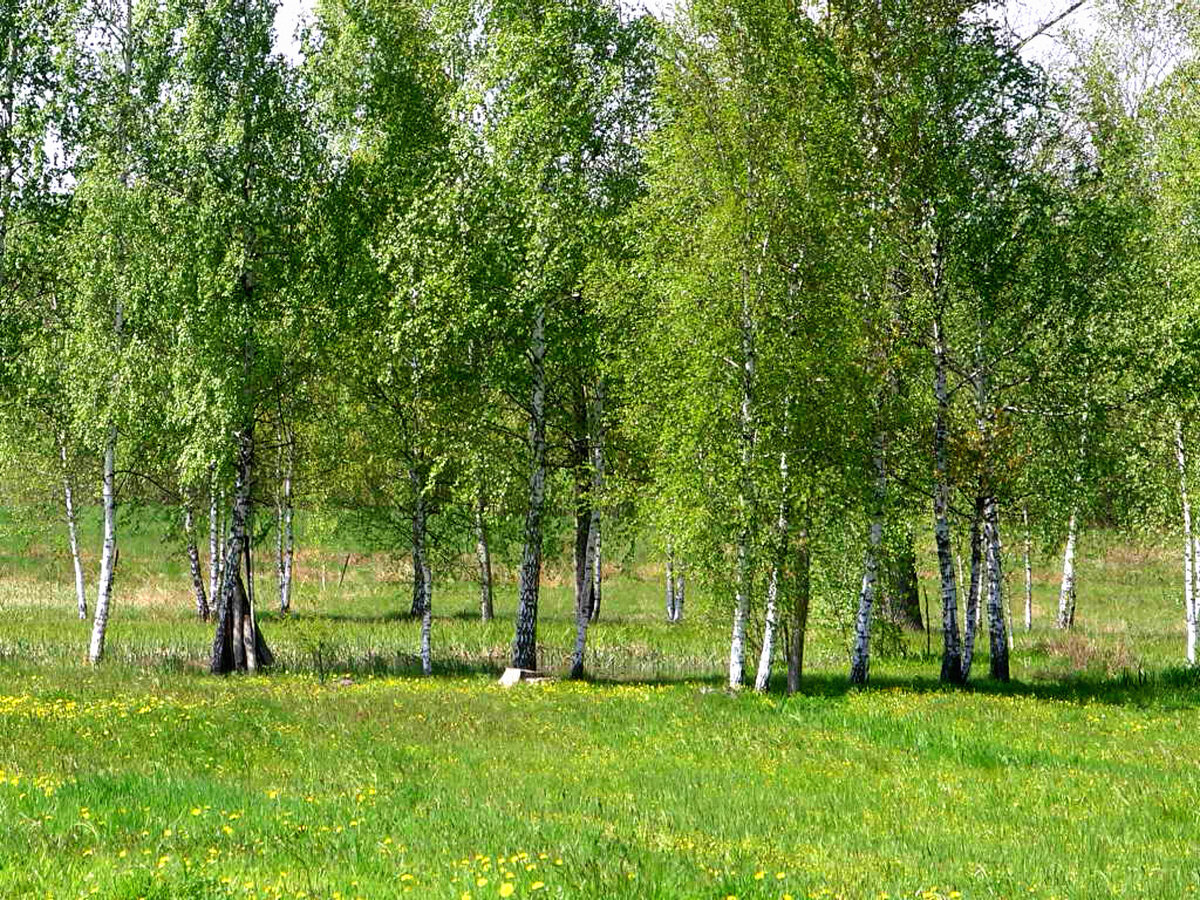 Берёзовая роща