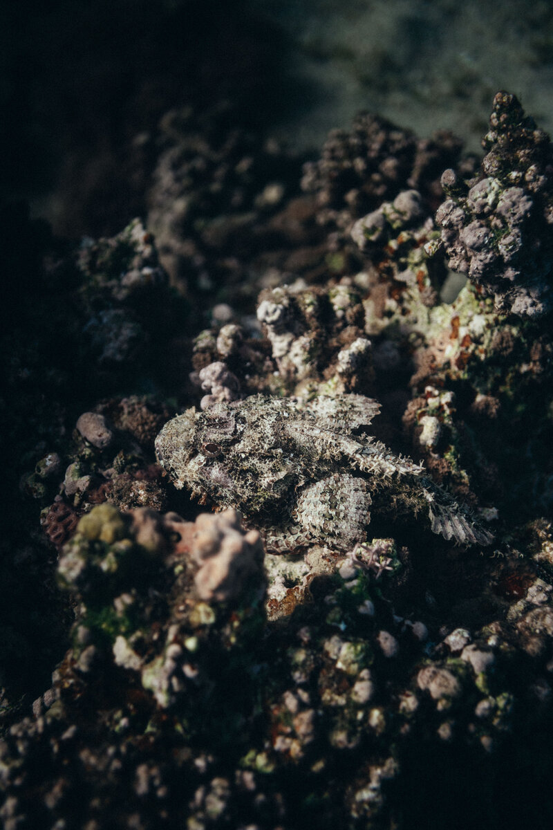 Скорпена или Морской Ёрш