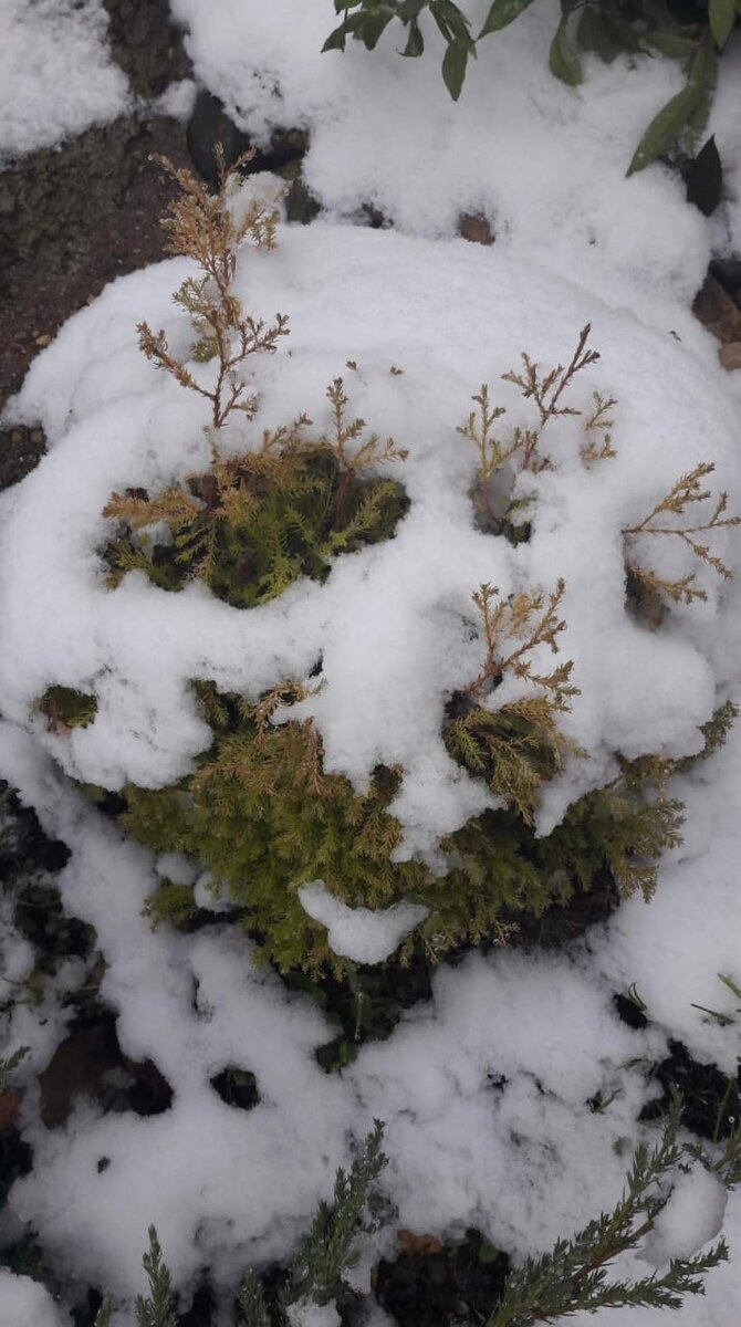 Туя Рейн Голд.