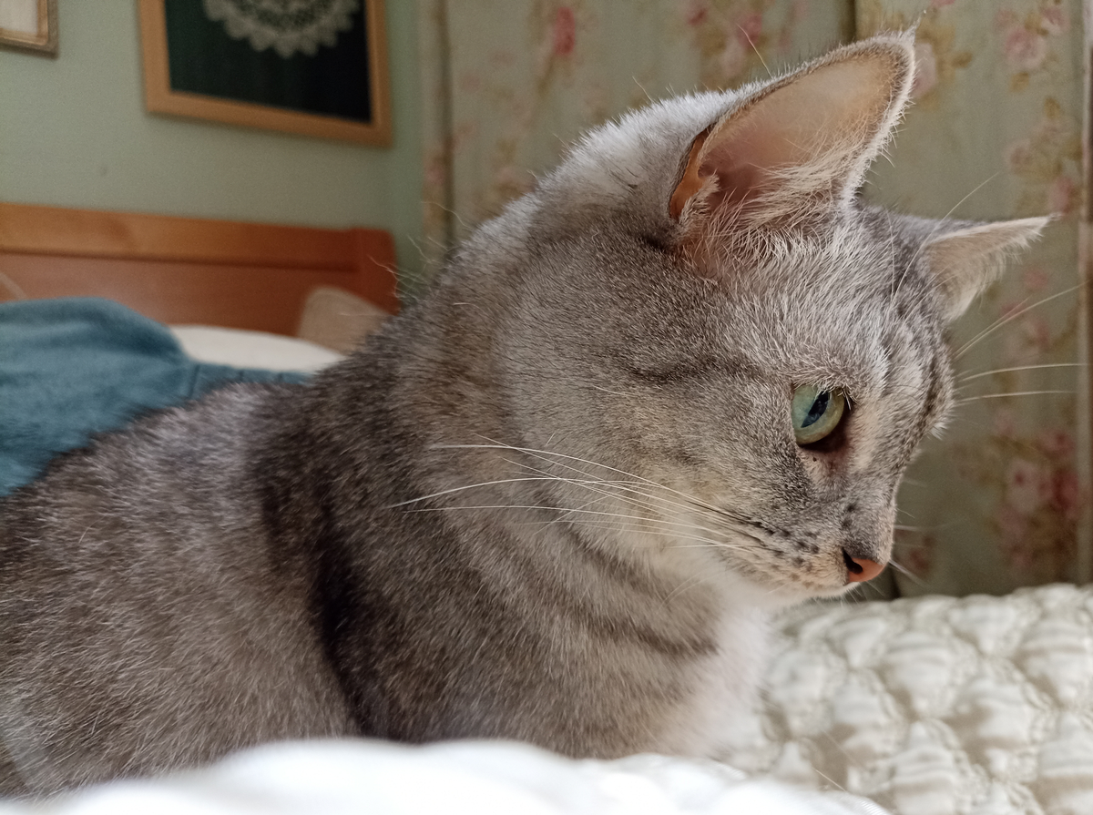 Идёт охота на меховую мышь, идёт охота!