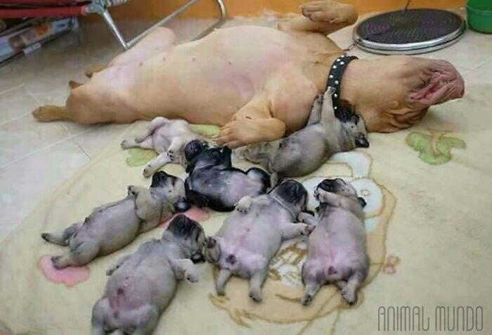 Типичный тихий час многодетной матери