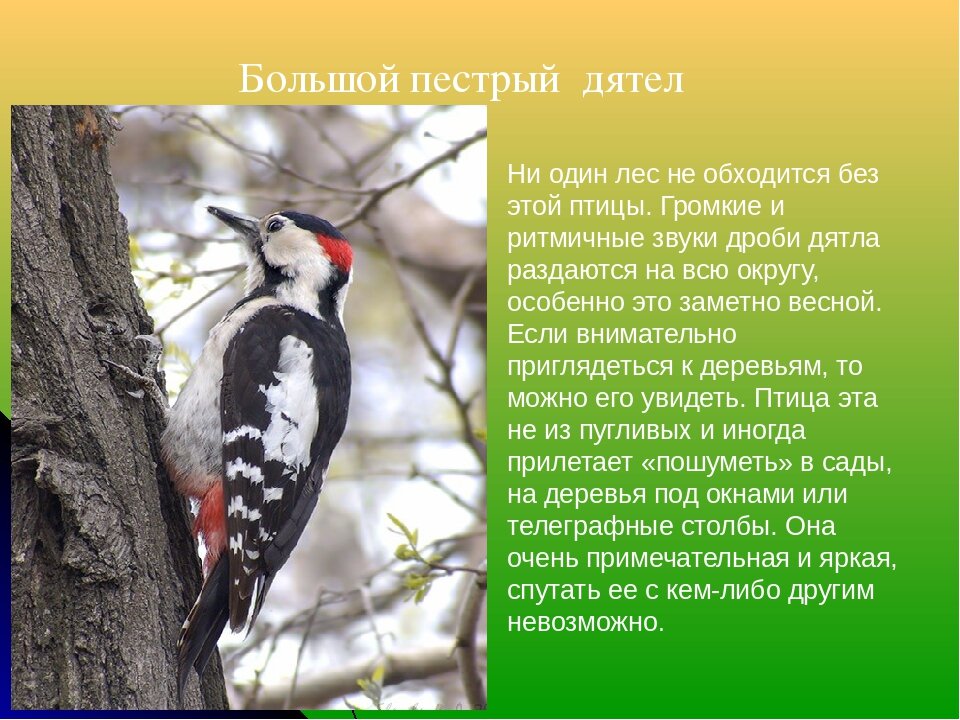 Прочитайте описание экологии некоторых видов дятлов. Большой пёстрый дятел описание. Большой пестрый дятел доклад. Большой пёстрый дятел для детей. Пестрый дятел описание.