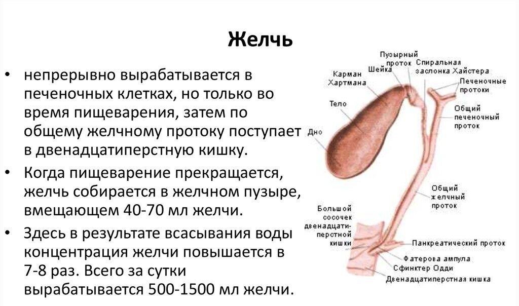 Схема движения желчи