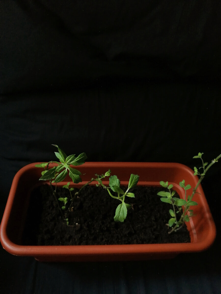 Мята с бабушкиной дачи - одна из первых "одомашненных" мной культур