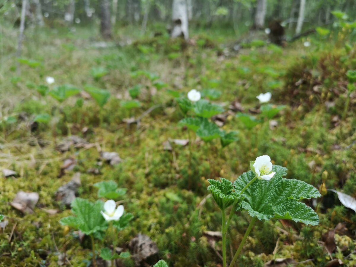 Как цветет морошка на болоте фото