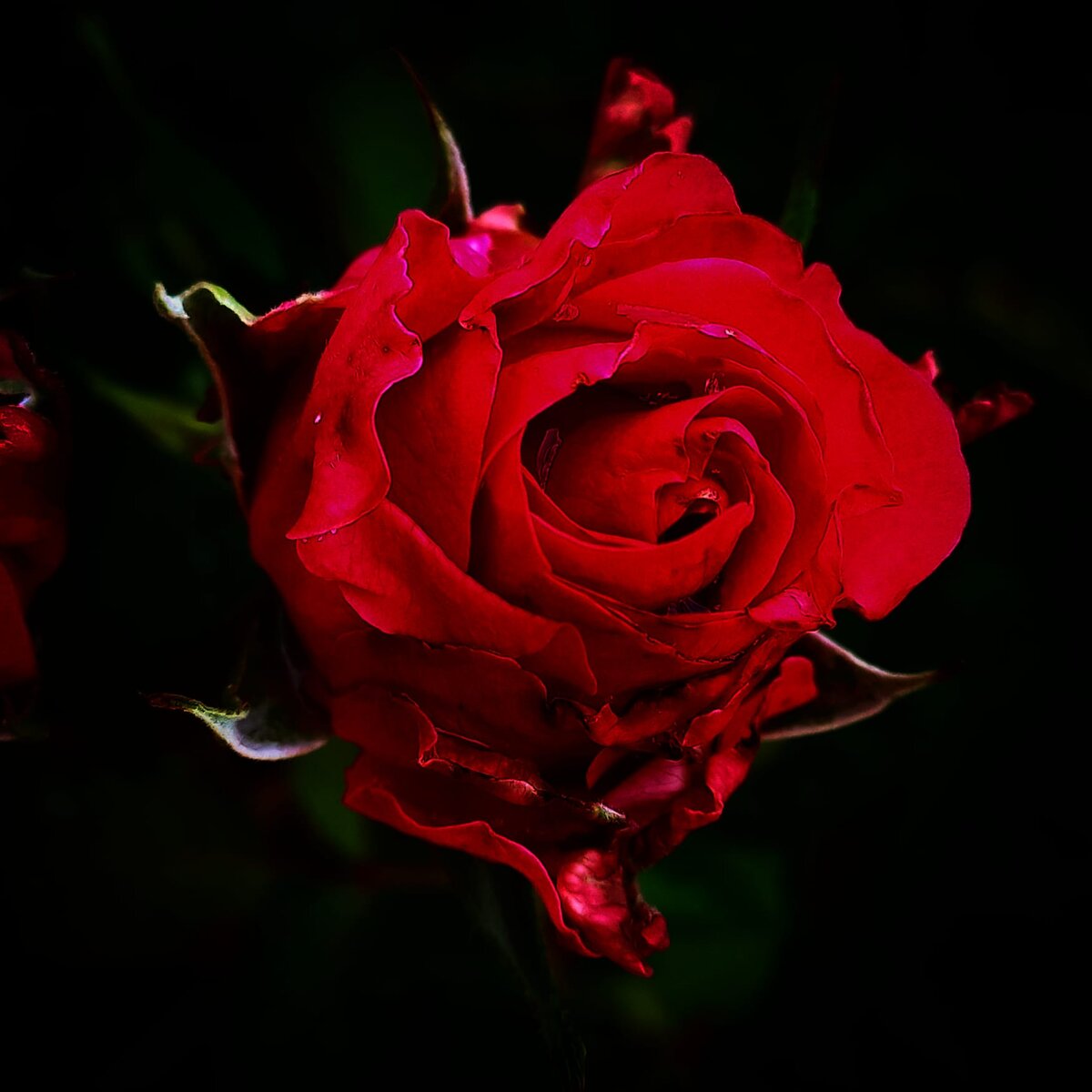 Фото ранее публиковалось в моем аккаунте инстаграмм (запрещен в РФ) ferrowalice а так же на моем канале дзен ДРОНОВА I DRONOVA
