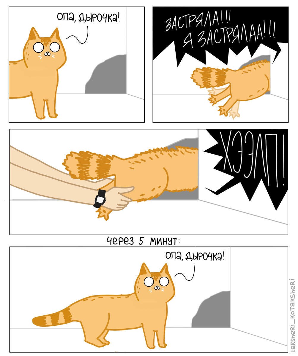 «Ну,  раз вытащил в первый раз, то вытащит и во второй!» — решила Белочка))