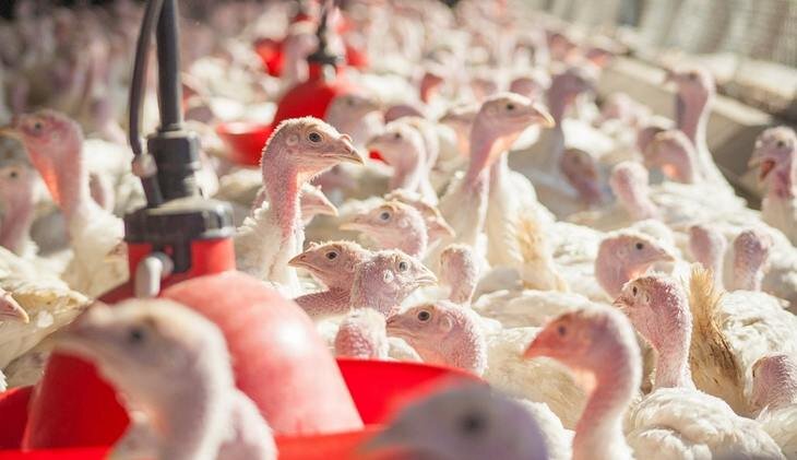    Россия продолжает наращивать производство индейки, удерживая лидерство по темпам роста в мире