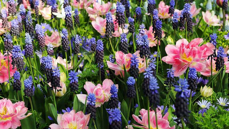 Идеи для стильного сада: сочетание цветов тюльпанов на клумбе