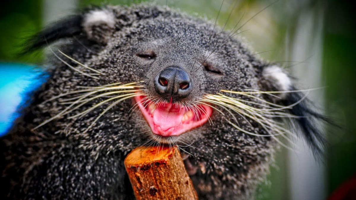 Нанюхался других бинтуронгов и лежит довольный. 