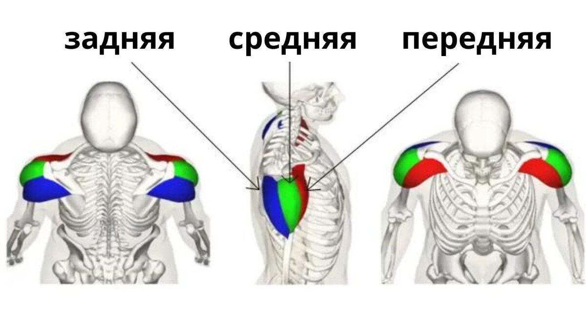 Объемные и круглые плечи: 5 лучших упражнений на дельтовидные мышцы | Томаш  Игорь | Pro Training | Дзен