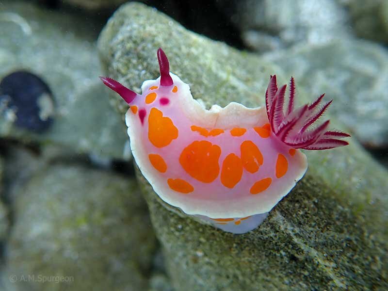 Ceratosoma Amoena. Фото с сайта http://www.mollusca.co.nz/