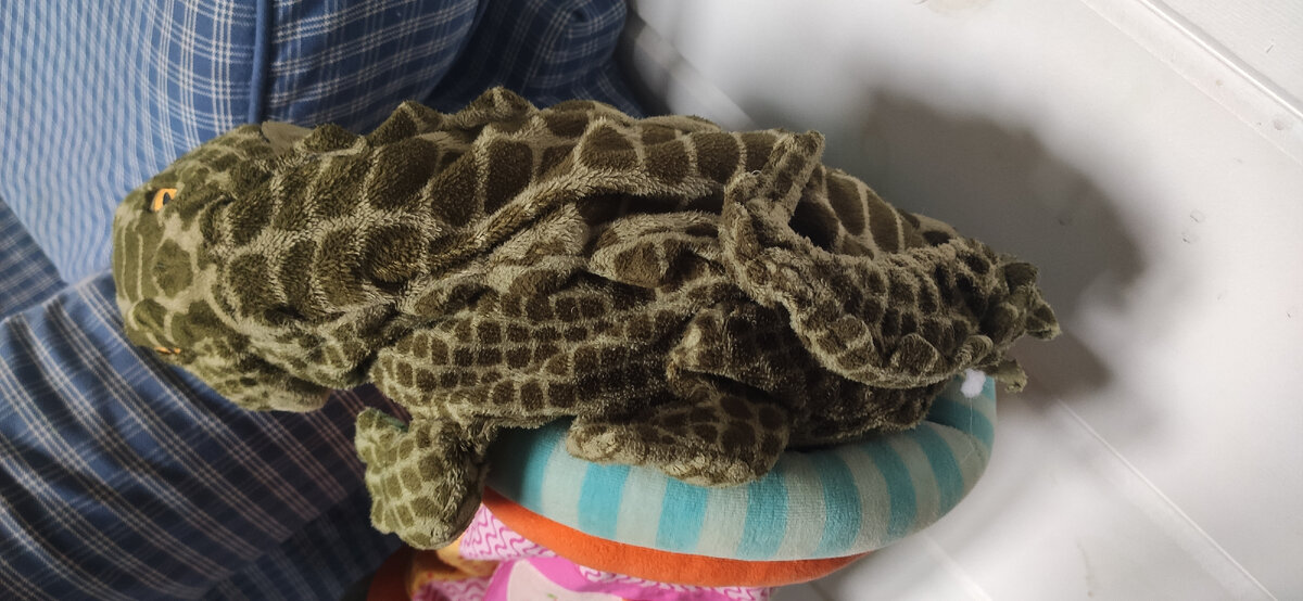 Ветеран крокодил, который на днях пострадал в битве двух мальчишек 