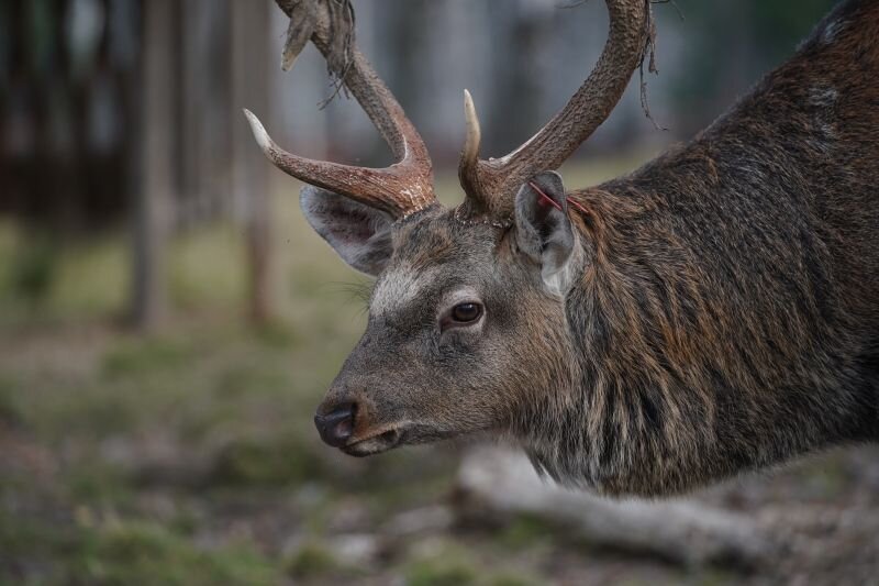    © ИЗВЕСТИЯ/Александр Казаков