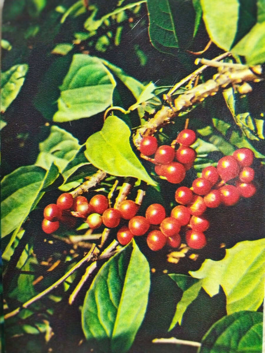 Лимонник китайский